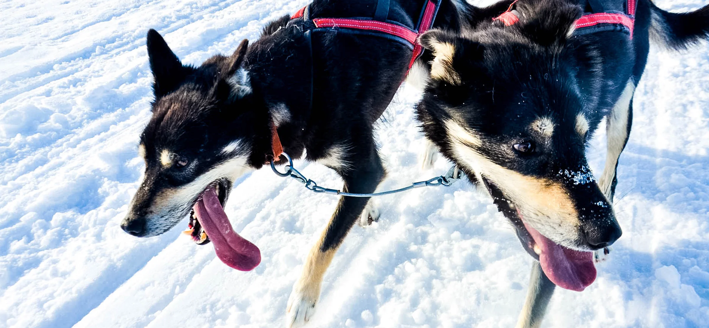 雪橇犬特寫 — 挽具上的犬隊